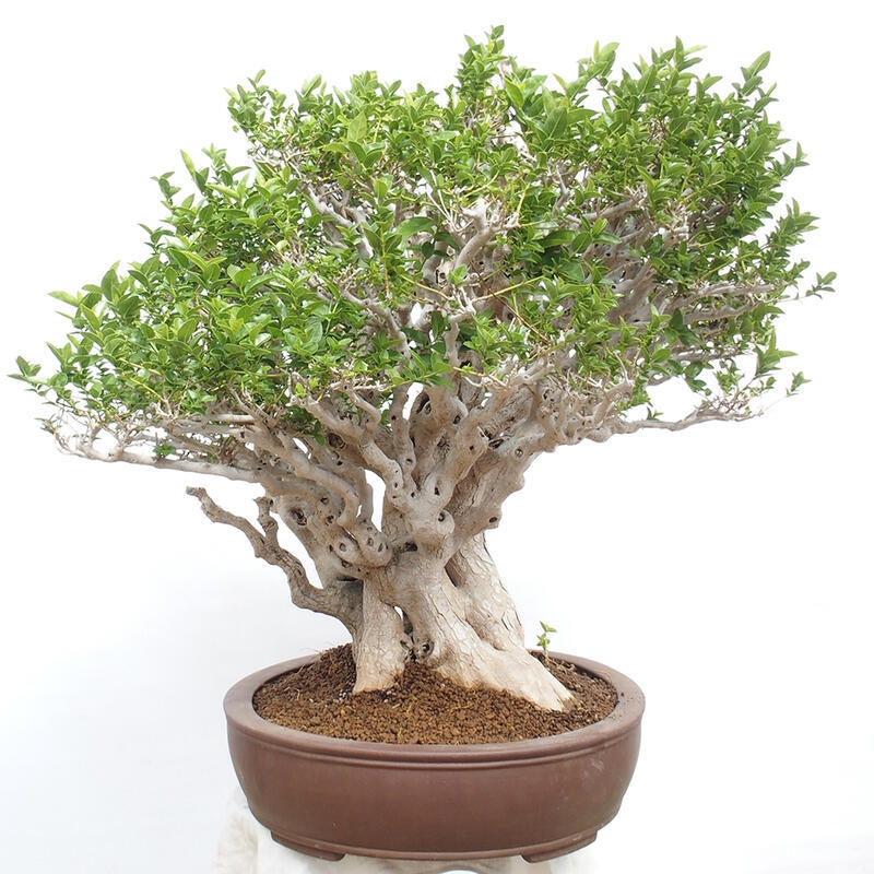 Pokojová bonsai - Premna serratifolia  - Kozlovoň malolistá