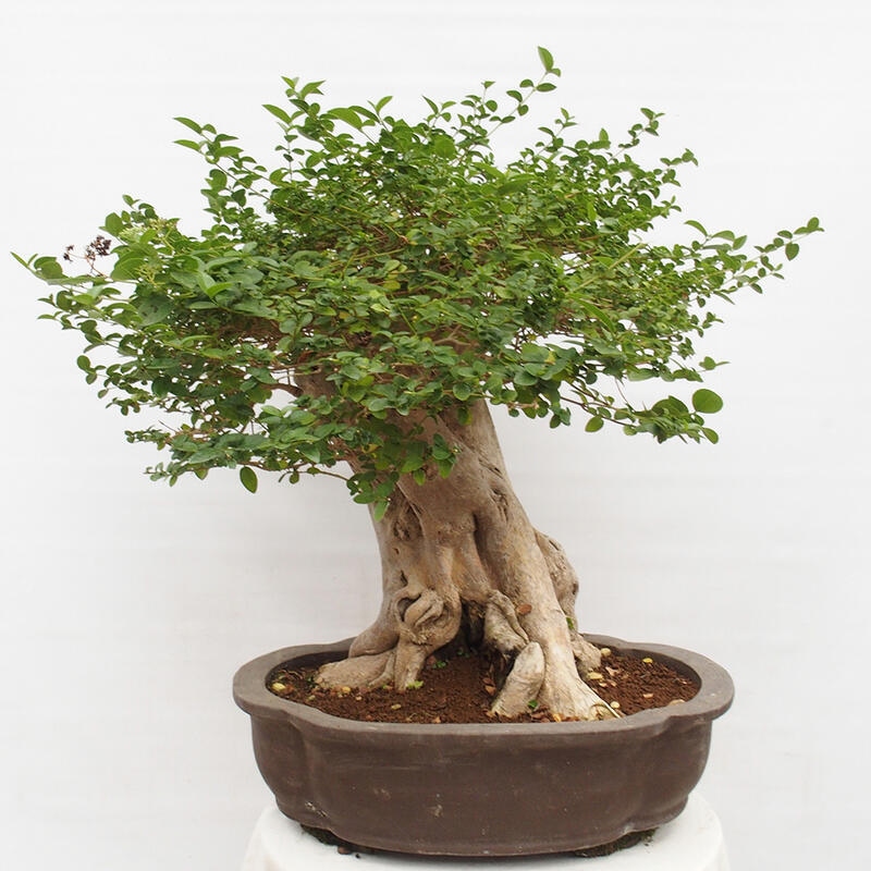 Pokojová bonsai - Premna serratifolia  - Kozlovoň malolistá