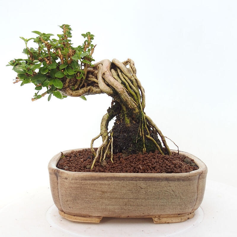 Pokojová bonsai - Premna serratifolia  - Kozlovoň malolistá