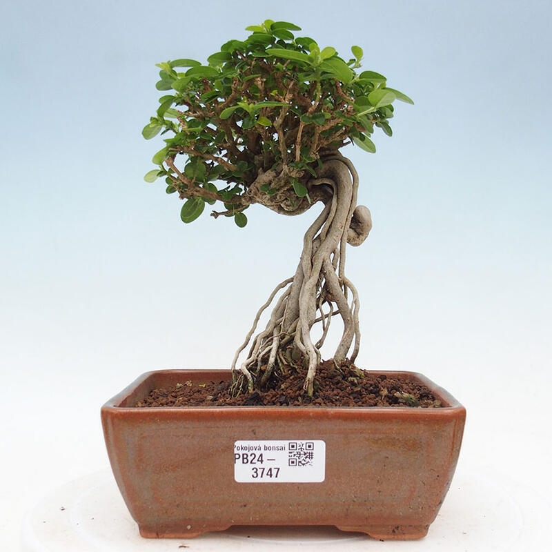 Pokojová bonsai - Premna serratifolia  - Kozlovoň malolistá