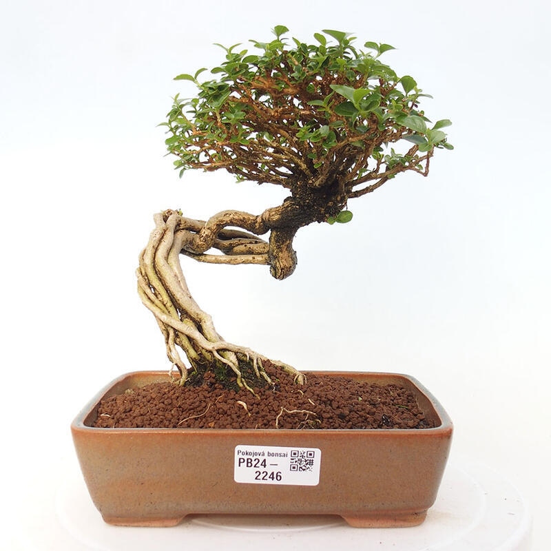 Pokojová bonsai - Premna serratifolia  - Kozlovoň malolistá