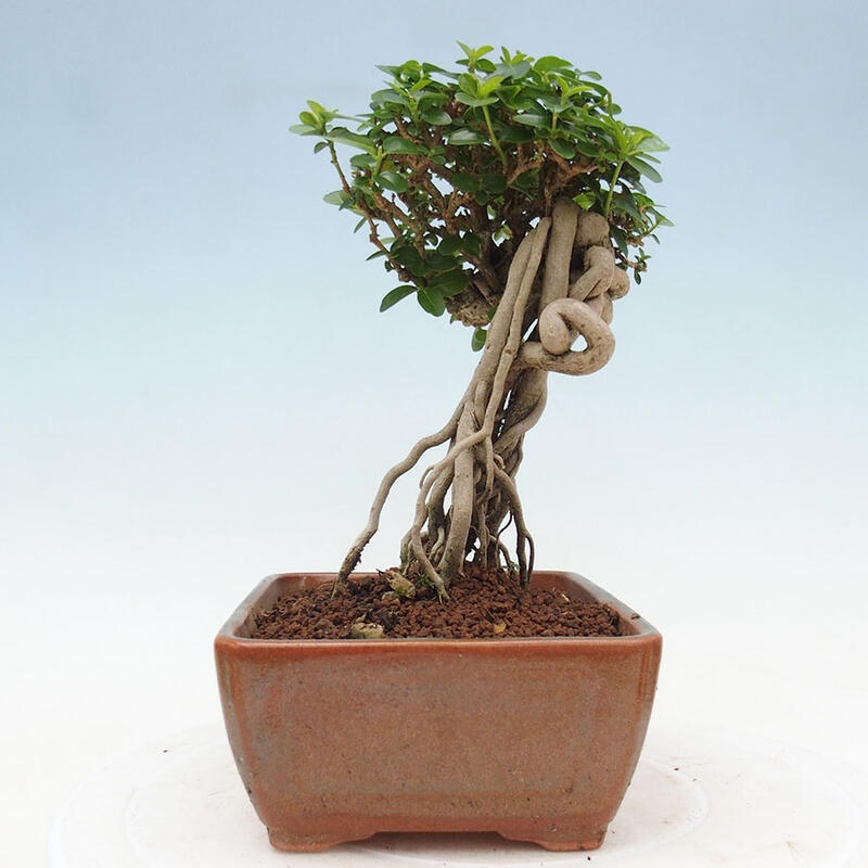 Pokojová bonsai - Premna serratifolia  - Kozlovoň malolistá