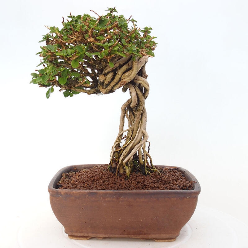 Pokojová bonsai - Premna serratifolia  - Kozlovoň malolistá