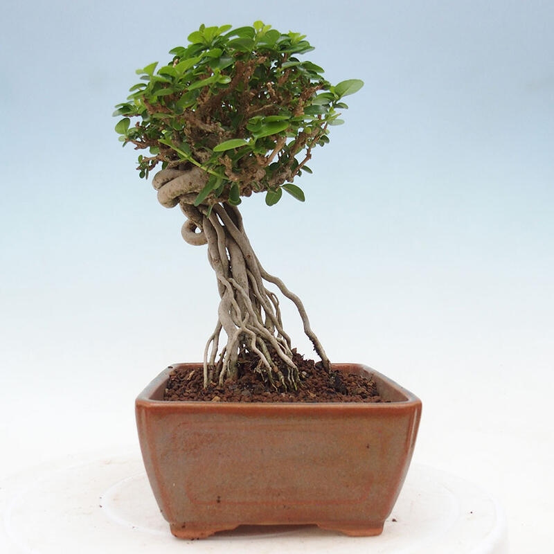 Pokojová bonsai - Premna serratifolia  - Kozlovoň malolistá