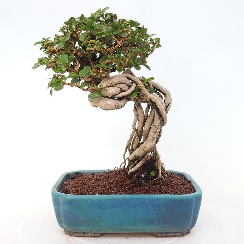 Pokojová bonsai - Premna serratifolia  - Kozlovoň malolistá