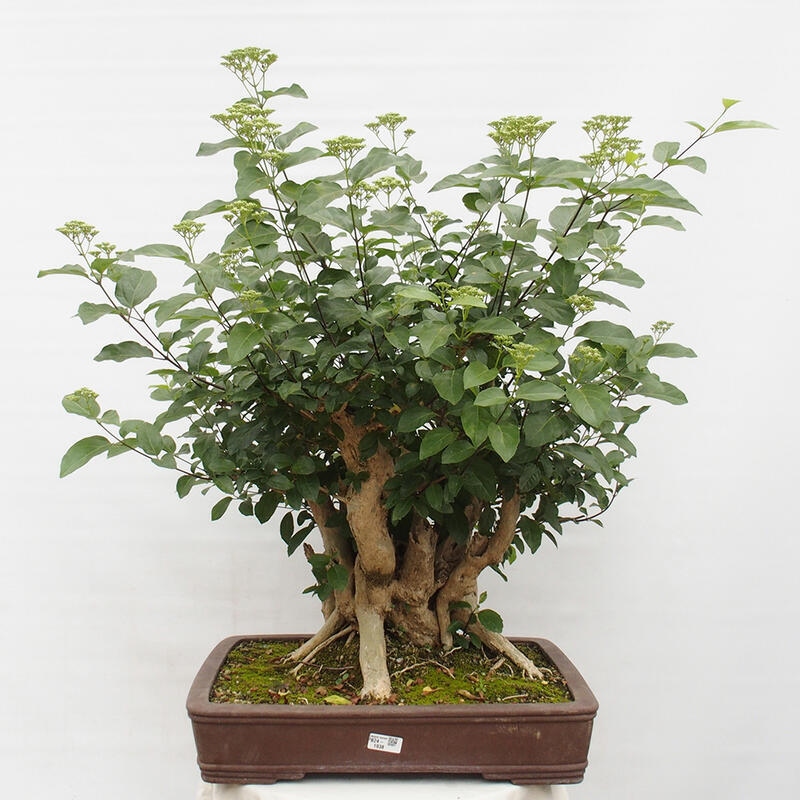 Pokojová bonsai - Premna serratifolia  - Kozlovoň malolistá