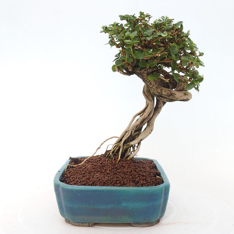 Pokojová bonsai - Premna serratifolia  - Kozlovoň malolistá