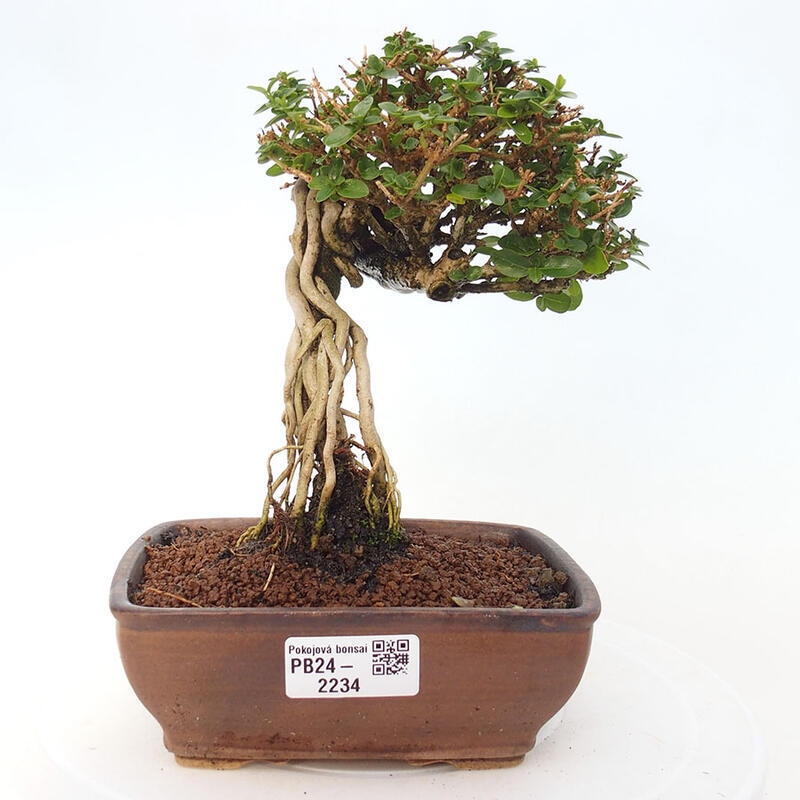 Pokojová bonsai - Premna serratifolia  - Kozlovoň malolistá