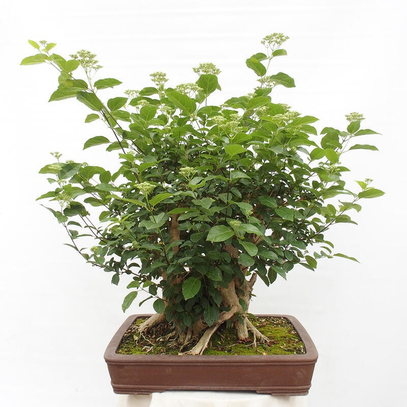 Pokojová bonsai - Premna serratifolia  - Kozlovoň malolistá