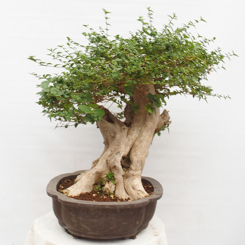 Pokojová bonsai - Premna serratifolia  - Kozlovoň malolistá