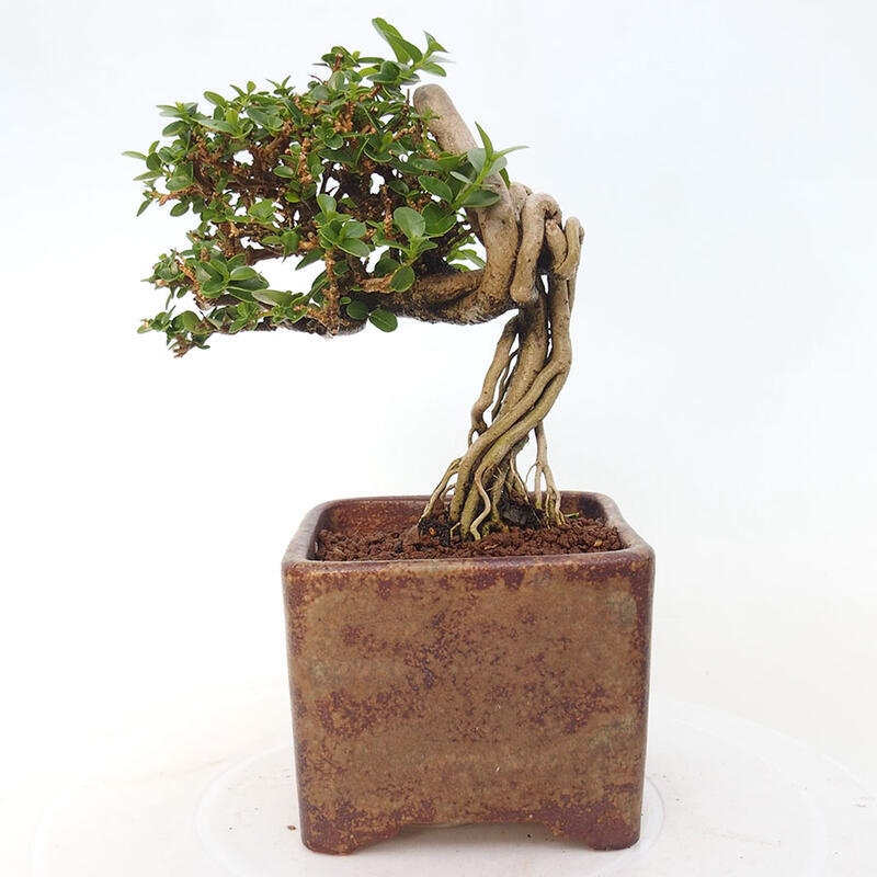 Pokojová bonsai - Premna serratifolia  - Kozlovoň malolistá