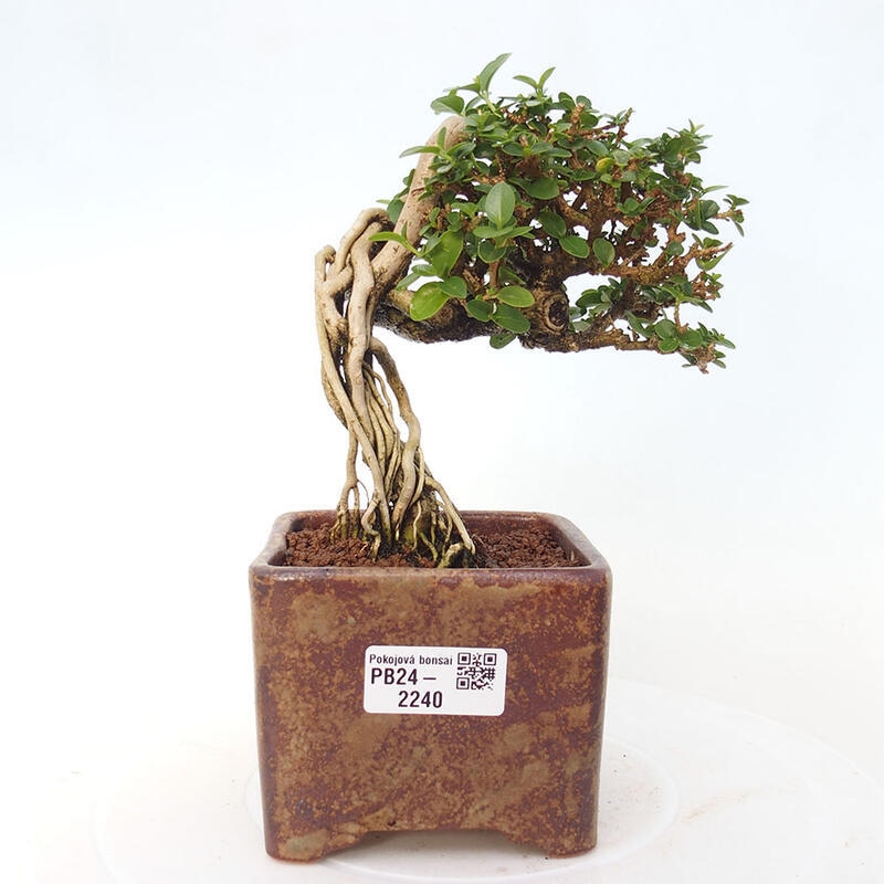 Pokojová bonsai - Premna serratifolia  - Kozlovoň malolistá