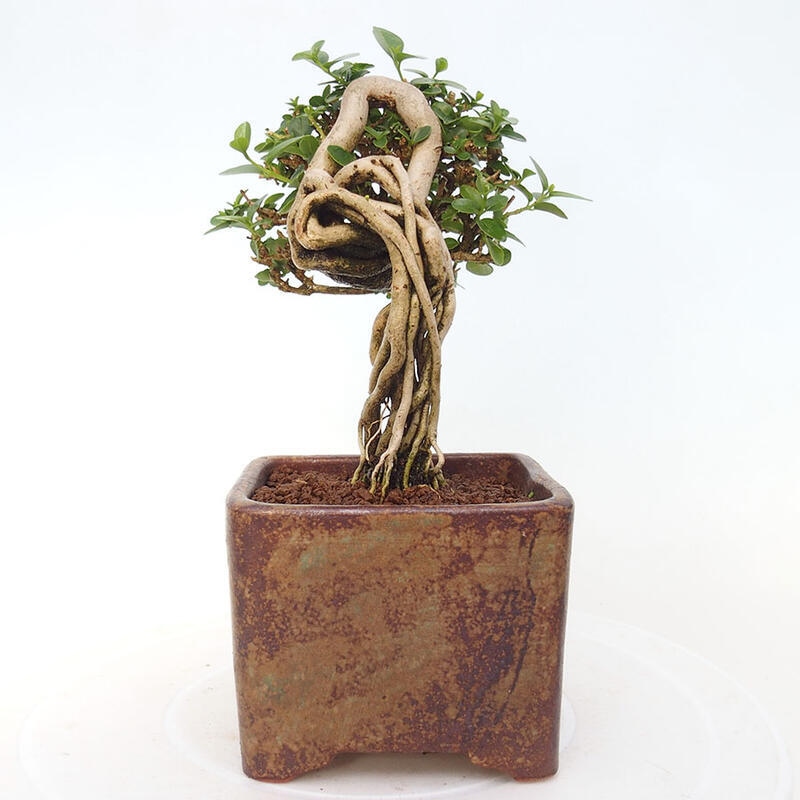 Pokojová bonsai - Premna serratifolia  - Kozlovoň malolistá