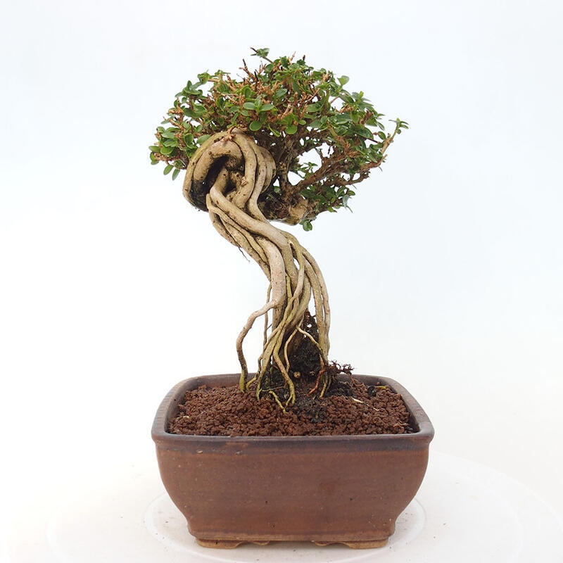 Pokojová bonsai - Premna serratifolia  - Kozlovoň malolistá