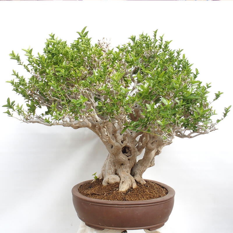 Pokojová bonsai - Premna serratifolia  - Kozlovoň malolistá