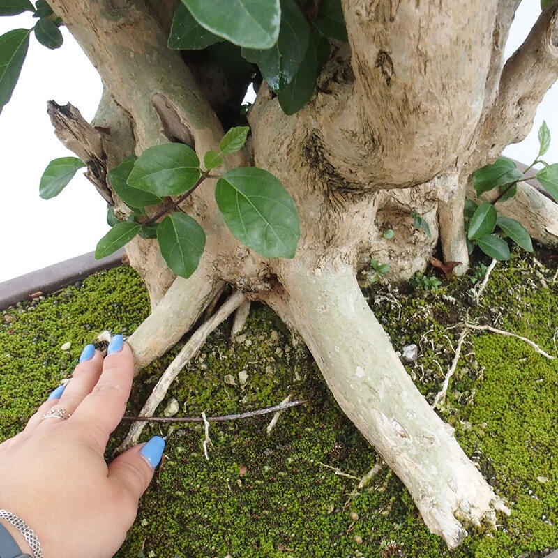 Pokojová bonsai - Premna serratifolia  - Kozlovoň malolistá