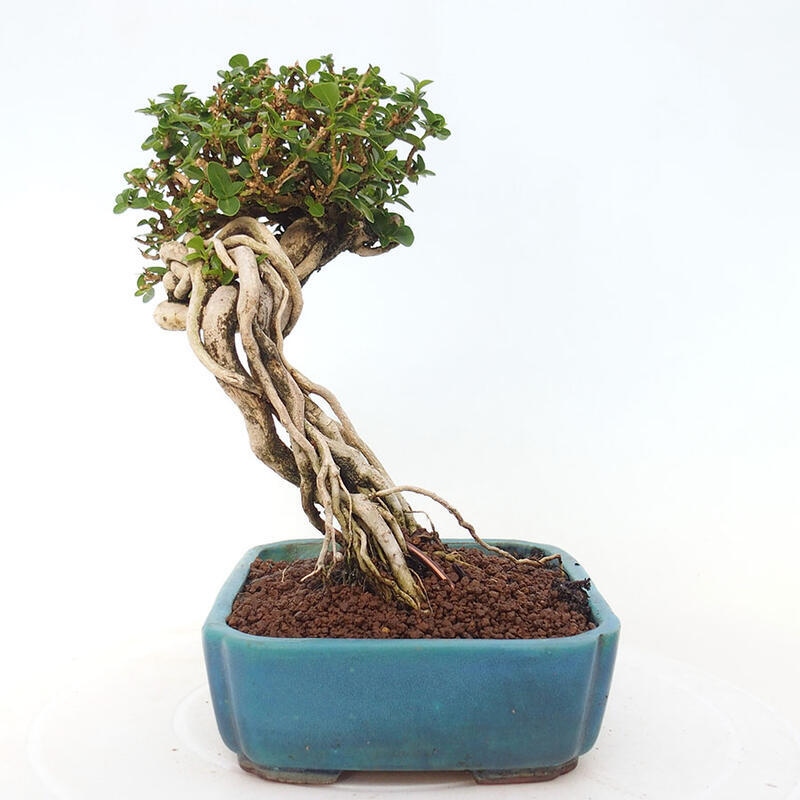 Pokojová bonsai - Premna serratifolia  - Kozlovoň malolistá