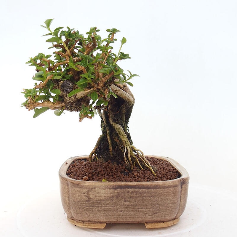 Pokojová bonsai - Premna serratifolia  - Kozlovoň malolistá