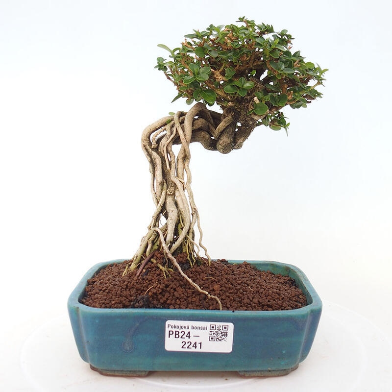 Pokojová bonsai - Premna serratifolia  - Kozlovoň malolistá