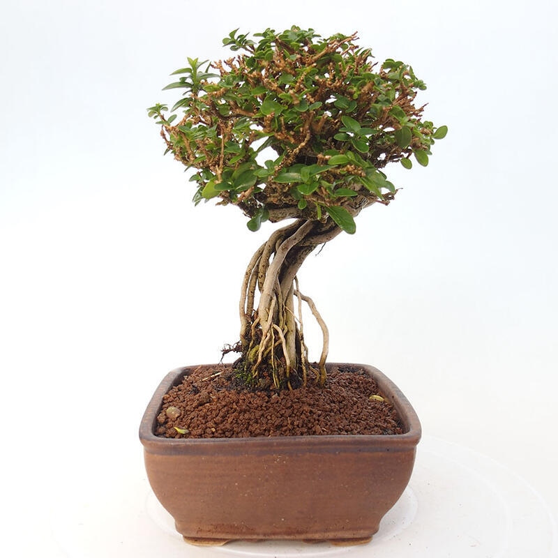 Pokojová bonsai - Premna serratifolia  - Kozlovoň malolistá