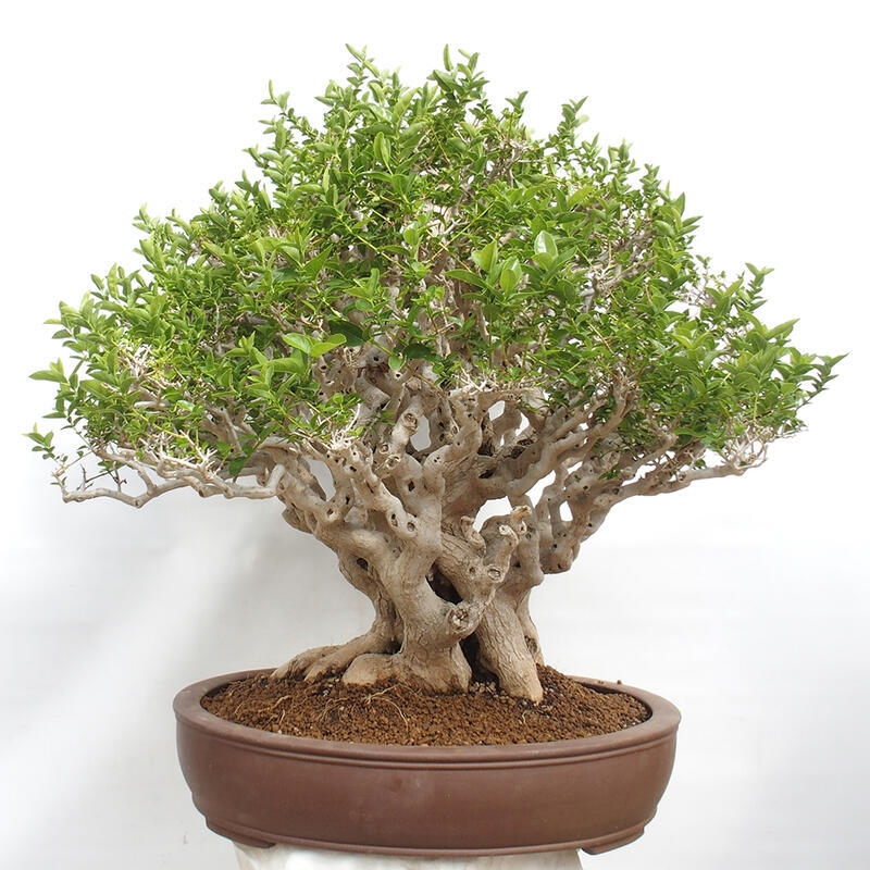 Pokojová bonsai - Premna serratifolia  - Kozlovoň malolistá