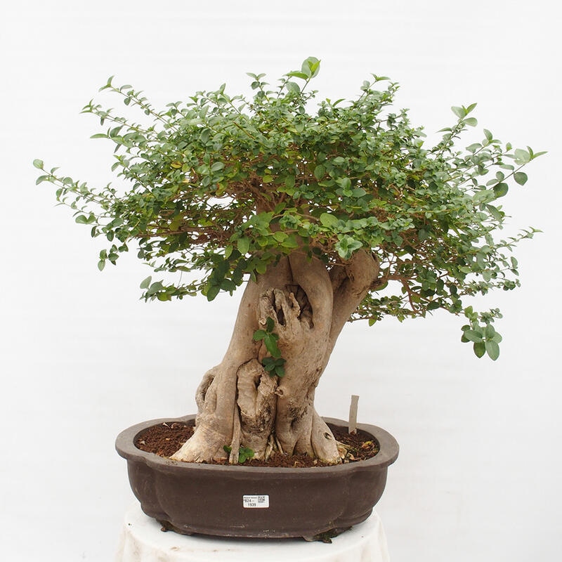 Pokojová bonsai - Premna serratifolia  - Kozlovoň malolistá