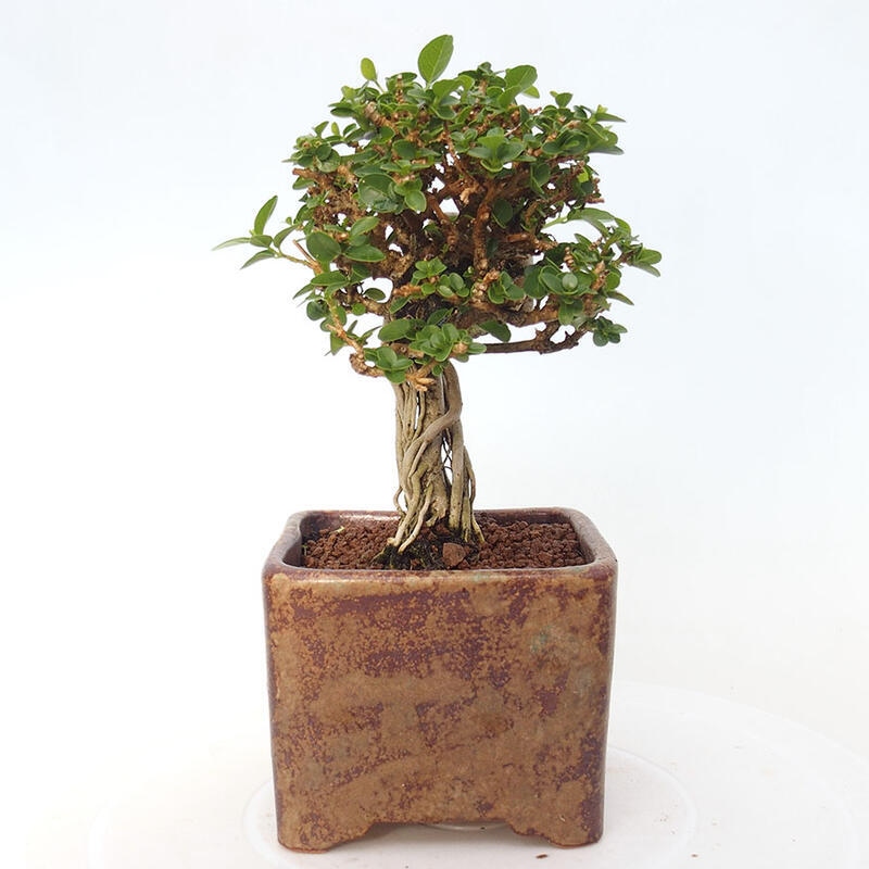 Pokojová bonsai - Premna serratifolia  - Kozlovoň malolistá