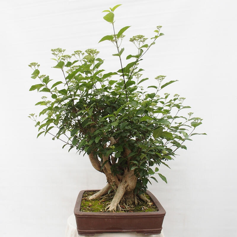 Pokojová bonsai - Premna serratifolia  - Kozlovoň malolistá