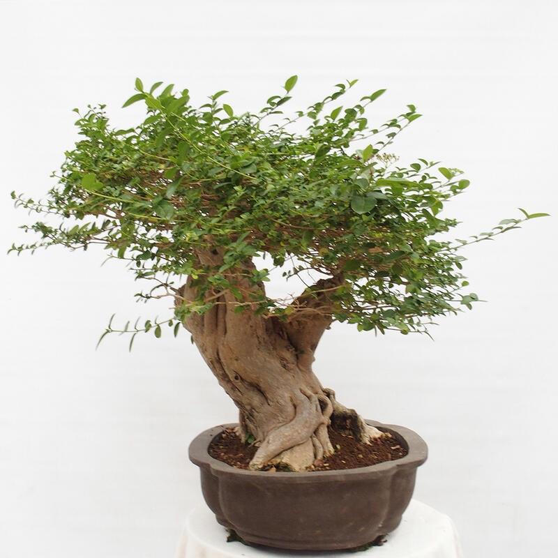 Pokojová bonsai - Premna serratifolia  - Kozlovoň malolistá