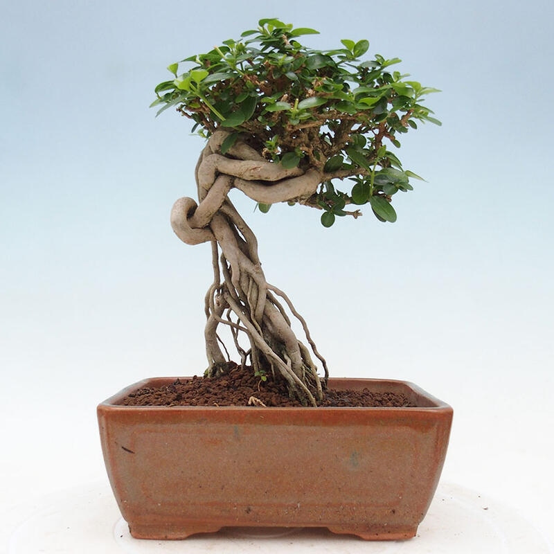 Pokojová bonsai - Premna serratifolia  - Kozlovoň malolistá