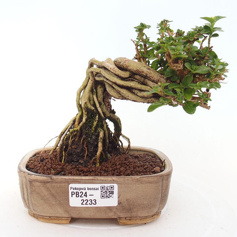 Pokojová bonsai - Premna serratifolia  - Kozlovoň malolistá