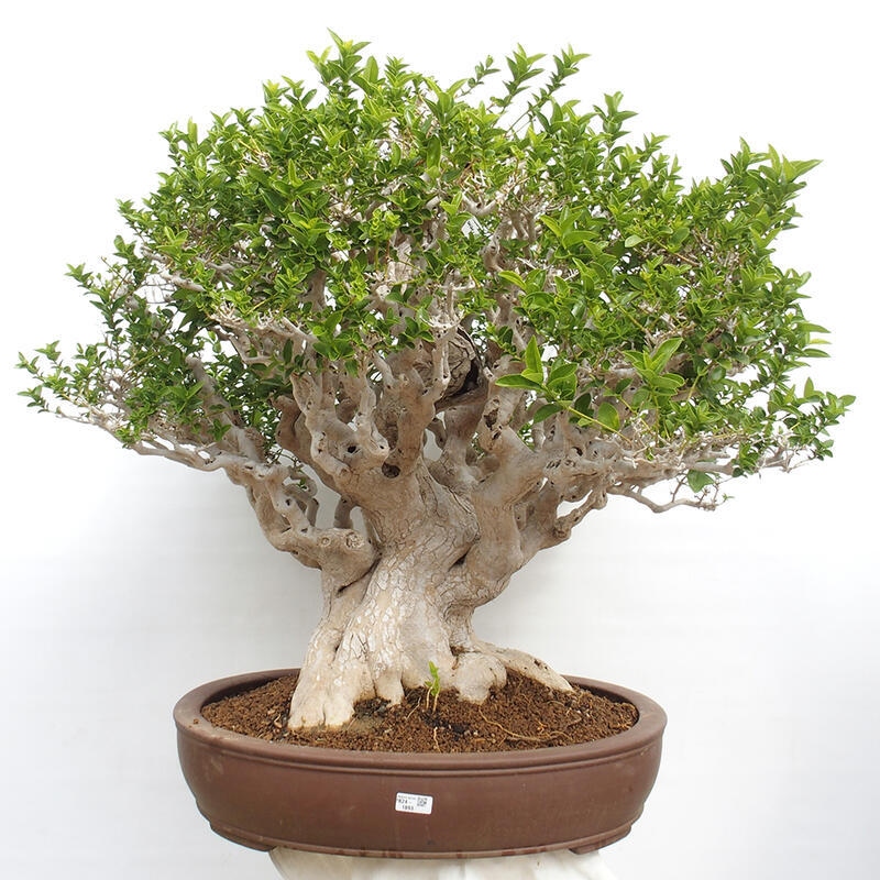 Pokojová bonsai - Premna serratifolia  - Kozlovoň malolistá