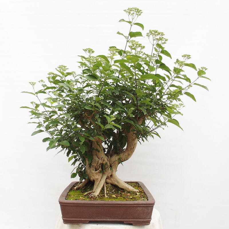 Pokojová bonsai - Premna serratifolia  - Kozlovoň malolistá