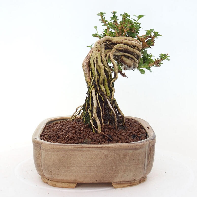 Pokojová bonsai - Premna serratifolia  - Kozlovoň malolistá