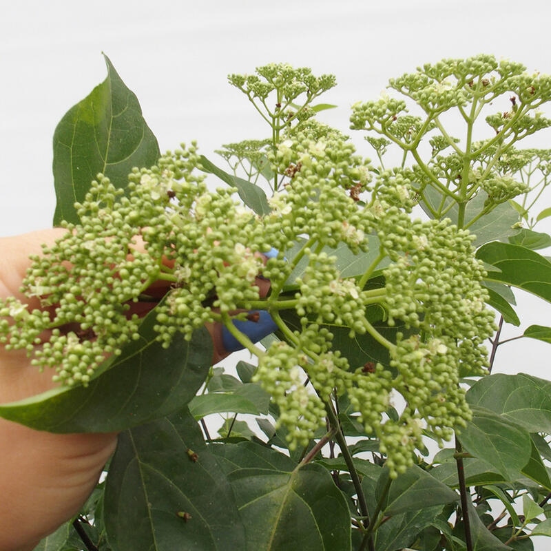 Pokojová bonsai - Premna serratifolia  - Kozlovoň malolistá