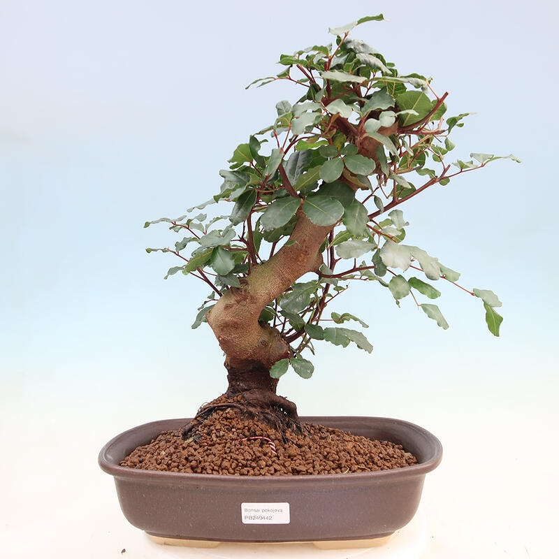 Pokojová bonsai - Rohovnik obecny,svatojansky chleb-Ceratonia sp.