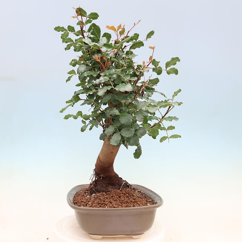 Pokojová bonsai - Rohovnik obecny,svatojansky chleb-Ceratonia sp.