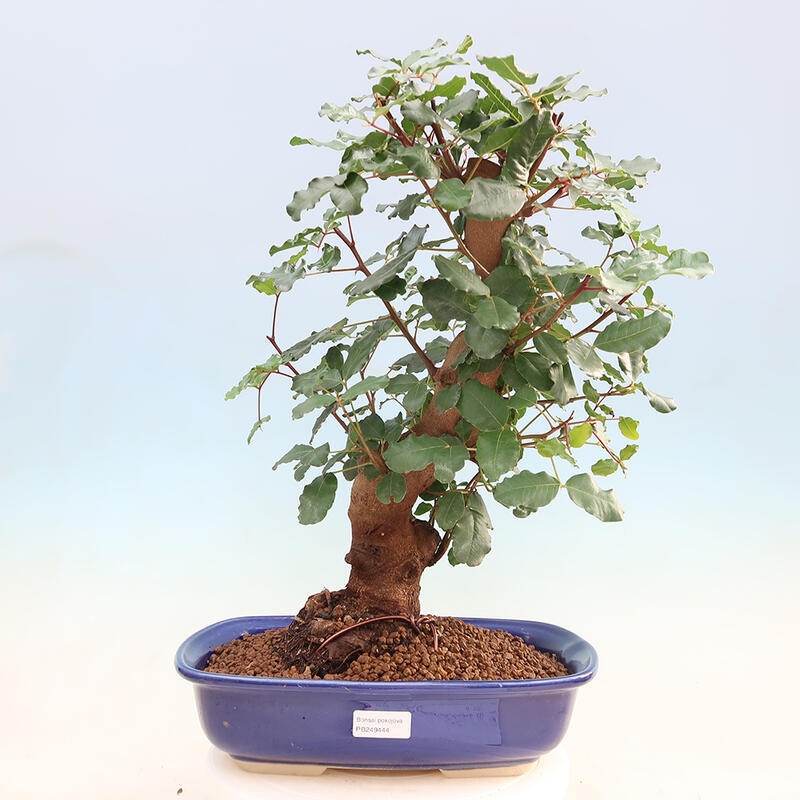 Pokojová bonsai - Rohovnik obecny,svatojansky chleb-Ceratonia sp.