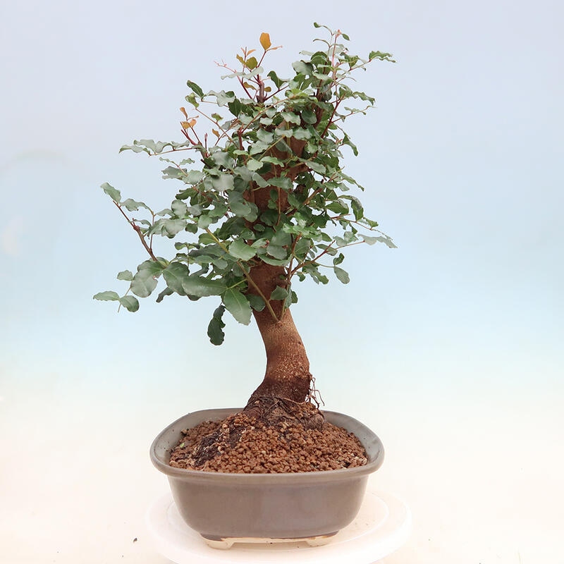 Pokojová bonsai - Rohovnik obecny,svatojansky chleb-Ceratonia sp.