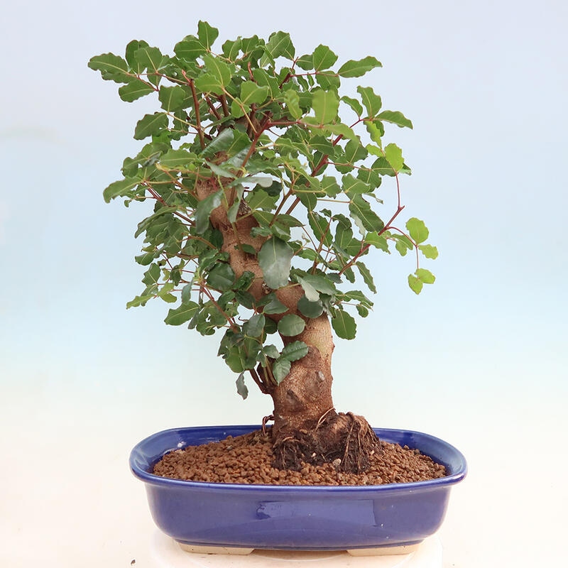 Pokojová bonsai - Rohovnik obecny,svatojansky chleb-Ceratonia sp.