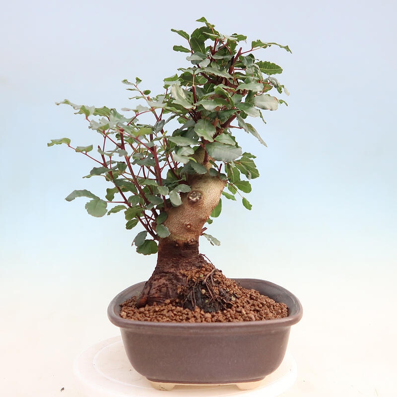 Pokojová bonsai - Rohovnik obecny,svatojansky chleb-Ceratonia sp.