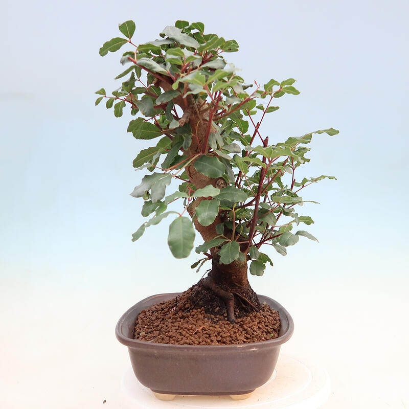 Pokojová bonsai - Rohovnik obecny,svatojansky chleb-Ceratonia sp.