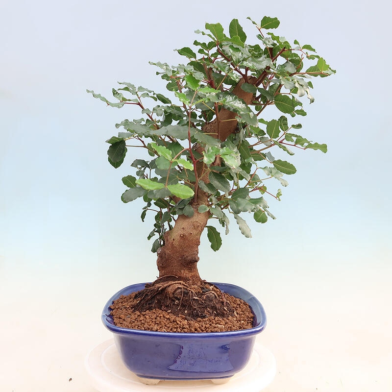 Pokojová bonsai - Rohovnik obecny,svatojansky chleb-Ceratonia sp.