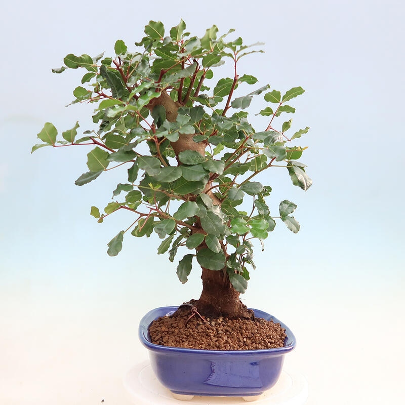 Pokojová bonsai - Rohovnik obecny,svatojansky chleb-Ceratonia sp.