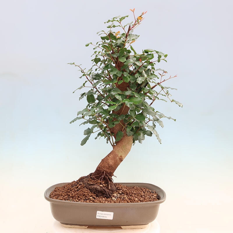 Pokojová bonsai - Rohovnik obecny,svatojansky chleb-Ceratonia sp.