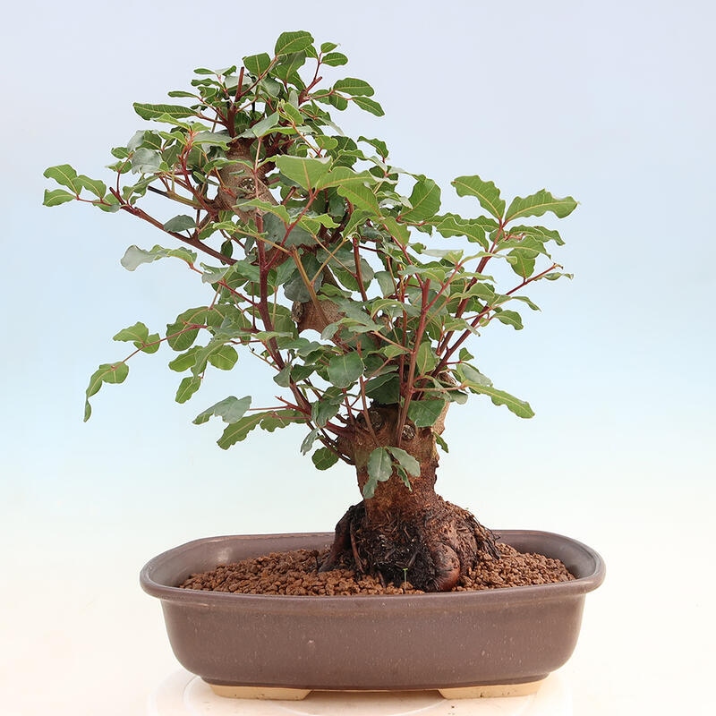 Pokojová bonsai - Rohovnik obecny,svatojansky chleb-Ceratonia sp.