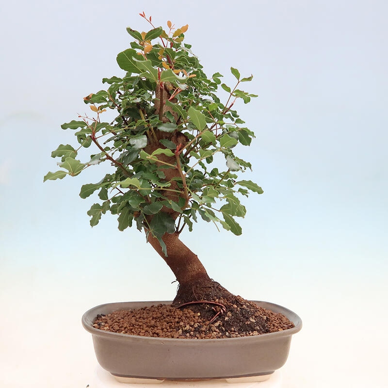 Pokojová bonsai - Rohovnik obecny,svatojansky chleb-Ceratonia sp.