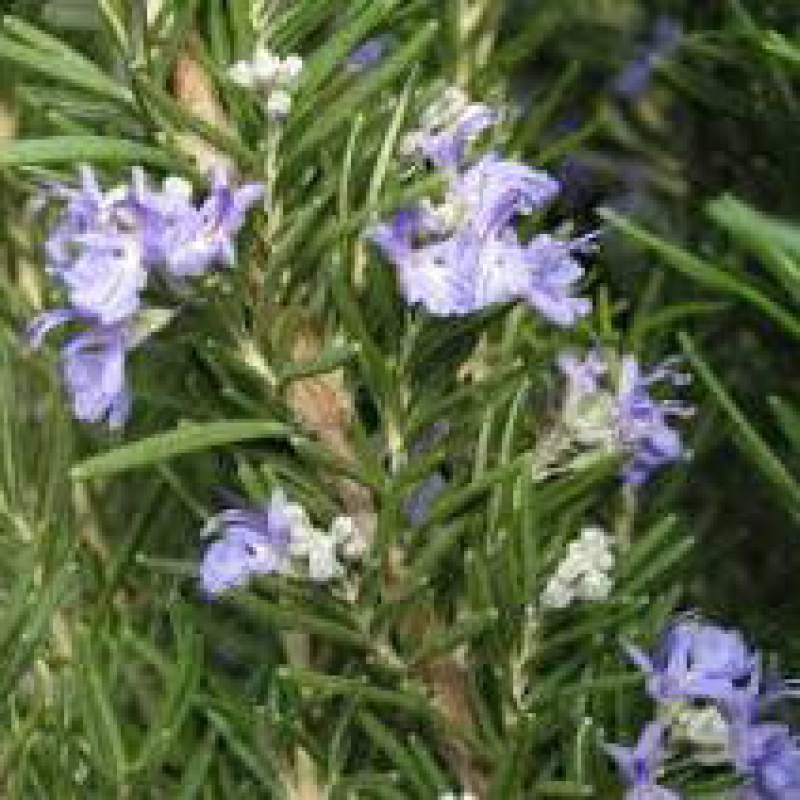 Pokojová bonsai - Rozmarýn lékařský-Rosmarinus officinalis