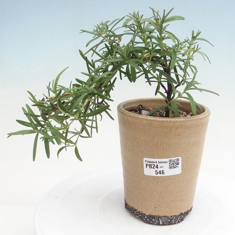 Pokojová bonsai - Rozmarýn lékařský-Rosmarinus officinalis