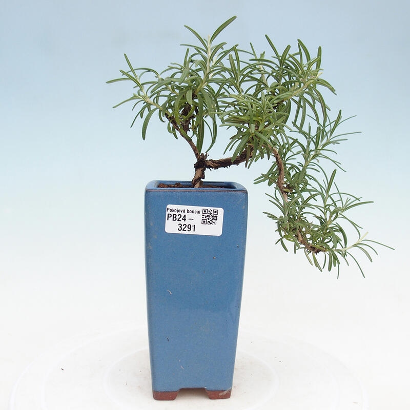 Pokojová bonsai - Rozmarýn lékařský-Rosmarinus officinalis